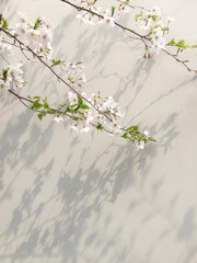 Cherry blossoms in front of a light-colored wall