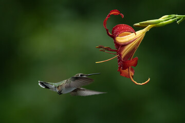 Hummingbird visiting a Red Daylily