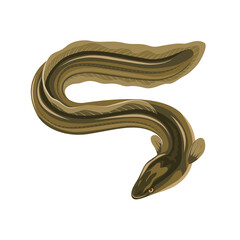 Vector illustration, Unagi or freshwater eel, isolated on a white background.