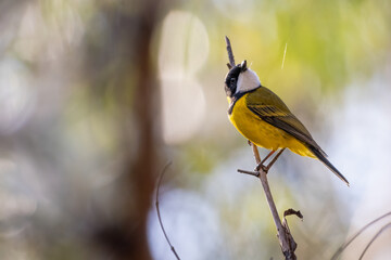 Male golden whistler (Pachycephala pectoralis) portrait, NSW, Australia