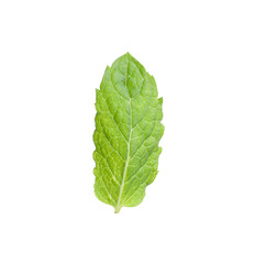 Fototapeta premium Aromatic green mint leaf isolated on white. Fresh herb
