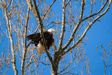 Bald Eagle in a pine tree at an animal sanctuary in Rome Georiga.