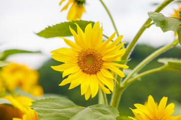 満開のひまわり畑【真夏のイメージ】