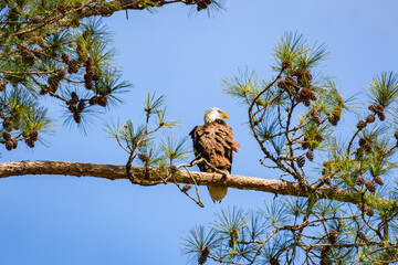 Bald Eagle in a pine tree at an animal sanctuary in Rome Georiga.