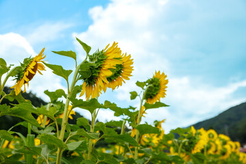 満開のひまわり畑【真夏のイメージ】