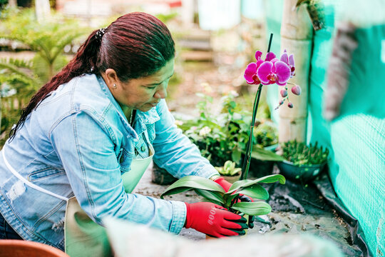 Mature woman transplanting an orchid