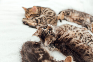 Little bengal kittens on the white fury blanket