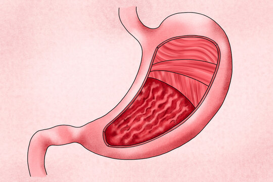 Human stomach illustration