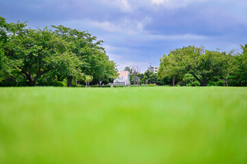 湘南の真夏の空と芝生