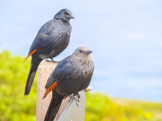 Pair red winged starling in selective focus