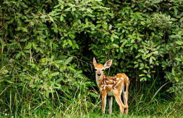 White-tailed fawn standing in the trees at an animal sanctuary in Rome Georgia.