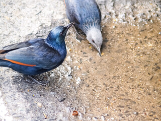 Pair red winged starling in selective focus