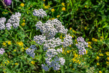 Obraz premium Medicinal wild herb Yarrow Achillea millefolilium on green blurred grass background, selective focus.