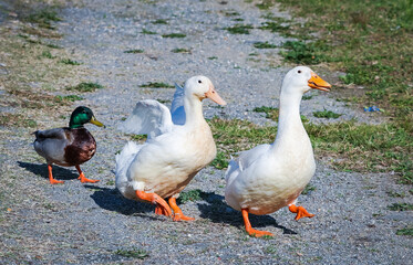 Pekin Ducks walking on a path at Garden Lake in Rome Georgia. .