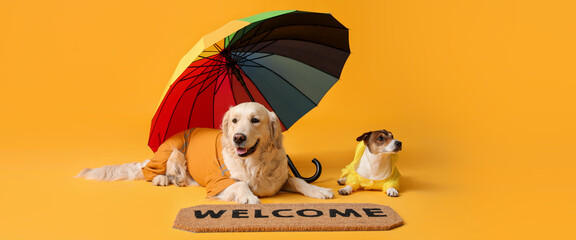 Funny dogs in autumn clothes and with rainbow umbrella on yellow background