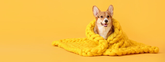 Cute Corgi dog with warm knitted plaid on yellow background with space for text