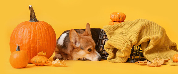 Cute dog with autumn leaves and pumpkins on yellow background. Thanksgiving day celebration