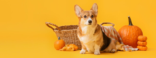 Cute dog, wicker basket, autumn leaves and pumpkins on yellow background. Thanksgiving day celebration