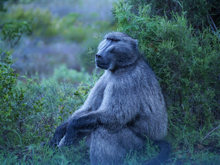 One baboon in wild