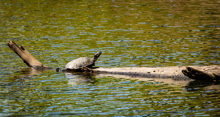Pond Turtles basking in the sun at Garden Lake in Rome Georgia.