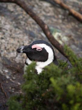 African Penguin pokes it's head above bush on beach near Capetown