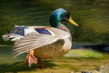 Mallard duck at Garden Lake in Rome Georgia.