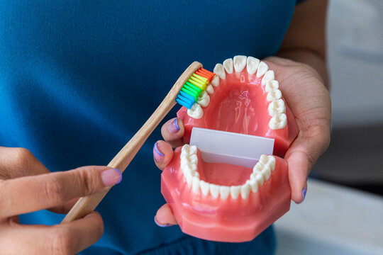 Dentist holding a dental model to show how to brush teeth