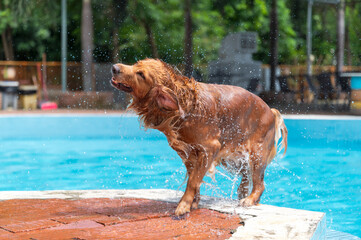 Golden Retriever throws water by the pool