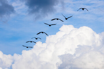 Canadian Geese flying into storm clouds at Garden Lake in Rome Georgia.