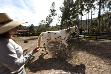 Appaloosa Horse Images – Browse 3,726 Stock Photos, Vectors, and Video