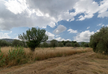 
Maremma countryside rural scene, Tuscany, Italy.
