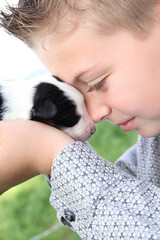 Border Collie pup