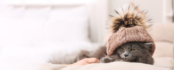 Cute cat in warm hat at home. Concept of heating season