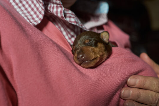 Bonding with your new puppy