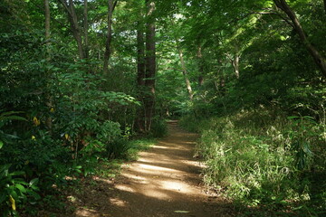 林道　forest road