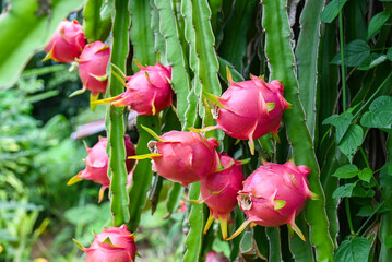 dragon fruit on the dragon fruit tree waiting for the harvest in the agriculture farm at asian, pitahaya plantation dragon fruit in thailand in the summer - 522161705