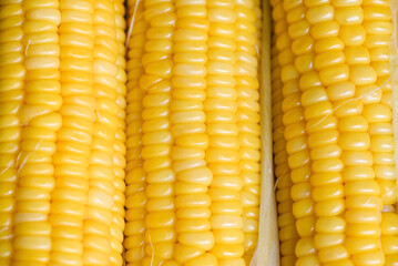 cooked sweet corn background, ripe corn cobs steamed or boiled sweetcorn for food vegan dinner or snack