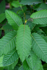 Nature green leaf background, kratom tree grows on dark plant tree kratom leaves - Mitragyna...