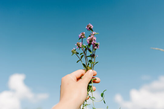 Gathering herbs for herbal tea