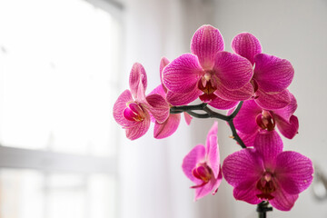 Closeup view of orchid flower