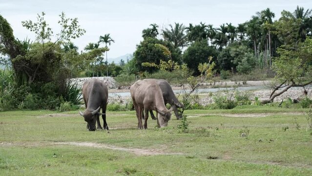 Three buffaloes are eating grass located on the banks