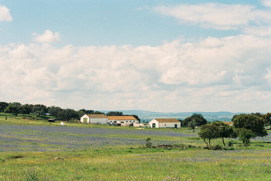 Rural landscape in spring