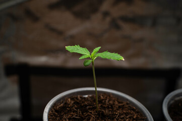 cannabis plants in vegetative stage