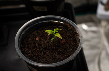 cannabis plants in vegetative stage