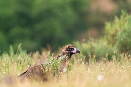 Black Vulture In Meadow  