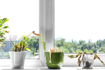Wilted houseplants on windowsill in room
