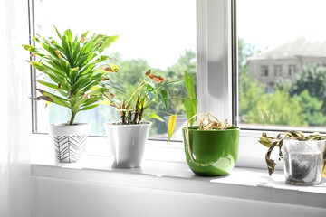 Wilted houseplants on windowsill in room