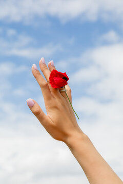Female hand with a poppy in a ring against the blue sky