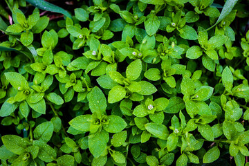 green leaves with water droplets background