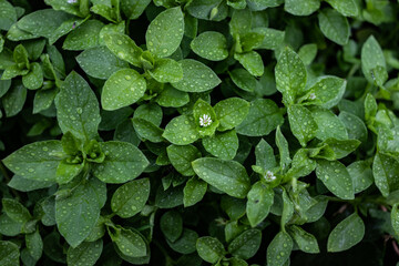 green leaves in the garden